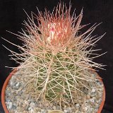 Melocactus borhidii Tortuguilla JL Dscf6086.jpg